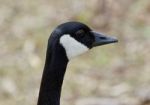 Beautiful Isolated Photo Of A Canada Goose Stock Photo