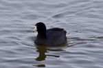 Beautiful Photo With Funny Weird American Coot In The Lake Stock Photo