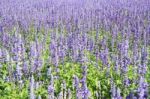 Lavender Fields Stock Photo