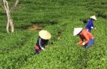 Dalat, Vietnam, July 30, 2016: A Group Of Farmers Picking Tea On A Summer Afternoon In Cau Dat Tea Plantation, Da Lat, Vietnam Stock Photo