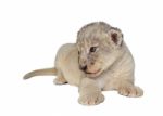 Baby Lion Isolated Stock Photo