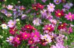 Pink And Purple Cosmos Flowers Stock Photo