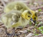 Beautiful Isolated Image Of Two Cute Funny Chicks Of Canada Geese Stock Photo