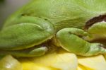 European Tree Frog Stock Photo