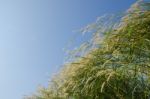 
Flowers
Waving Wind Blows Thee In The Daytime Sun, Flowers And Stock Photo