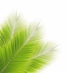 Coconut Leaf Isolated On White Background Stock Photo