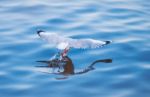 Seagull Flying With Food Stock Photo