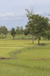 Green Rice Field In Thailand Stock Photo