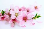 Cherry Blossom With Soft Focus, Sakura Season Background In Spring Stock Photo