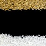 Top View Of Paddy Rice And Rice Seed On The Black Background For Isolated Stock Photo