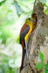 Male Orange-breasted Trogon Stock Photo