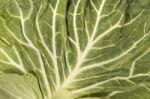 Green Cabbage Leaf Stock Photo