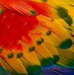 Scarlet Macaw Feathers Stock Photo