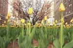 Tulips On Park Avenue Stock Photo