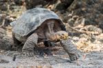 Giant Turtle In Galapagos Stock Photo