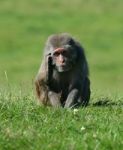 Rhesus Monkey Stock Photo