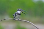 Male Pied Kingfisher Stock Photo