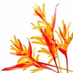 Heliconia Rubra Stock Photo