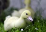 Duckling Stock Photo