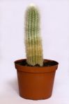 Green Cactus Stock Photo