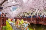 Jinhae,korea - April 4 : Jinhae Gunhangje Festival Is The Largest Cherry Blossom Festival In Korea.tourists Taking Photos Of The Beautiful Scenery Around Jinhae,korea On April 4,2015 Stock Photo