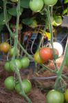 Natural Tomatoes Plant Display In Food Festival Stock Photo