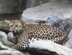 Close Up Face Of Dangerous Angry Leopard Tiger In Wild Stock Photo