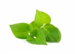 Herbal Fish Mint Leaves Isolated On White Background Stock Photo