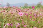 Cosmos Flower Is Drying Stock Photo