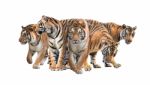 Group Of Bengal Tiger Stock Photo