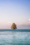 Tree On A Island In A Lake Stock Photo