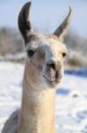 Llama Closeup Stock Photo