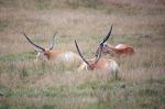 Red Lechwe Antelope (kobus Leche) Stock Photo