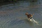 Dog Running Through Water Stock Photo