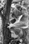 Koala In A Eucalyptus Tree. Black And White Stock Photo