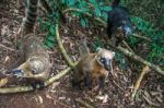 Coatis At Iguacu (iguazu) Falls On A Border Of Brazil And Argent Stock Photo