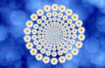 Daisies Circle Stock Photo