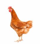 Full Body Of Brown Chicken Hen Standing Isolated White Backgroun Stock Photo