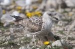 Young Seagulls Near The Cliffs Stock Photo