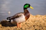 Male Mallard (anas Platyrhynchos) Stock Photo