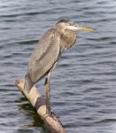 Photo Of A Great Blue Heron Standing On A Log Stock Photo