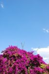 Purple Bouganvilla Flowers Stock Photo