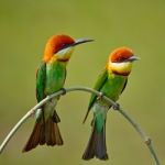 Chestnut-headed Bee-eater Stock Photo