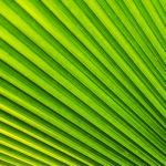 Palm Leaf Stock Photo