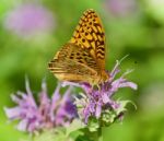 Photo Of A Beautiful Butterfly Sitting On Flowers Stock Photo