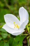 Snowy Orchid Flower ( Bauhinia Acuminata ) Stock Photo