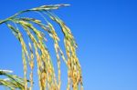 Paddy Rice Stock Photo