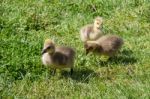 Canada Goose (branta Canadensis) Goslings On The Banks Of The Ri Stock Photo