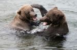 Bears In Katmai National Park, Alaska Stock Photo