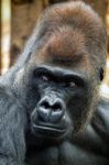 Western Lowland Gorilla (gorilla Gorilla Gorilla) Stock Photo